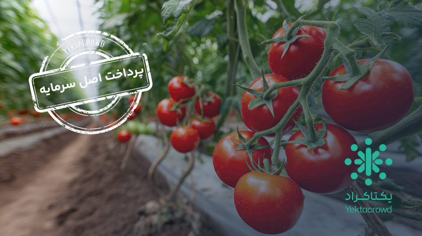 تأمین سرمایه در گردش عرضه گوجه‌فرنگی گلخانه‌ای هیدروپونیک