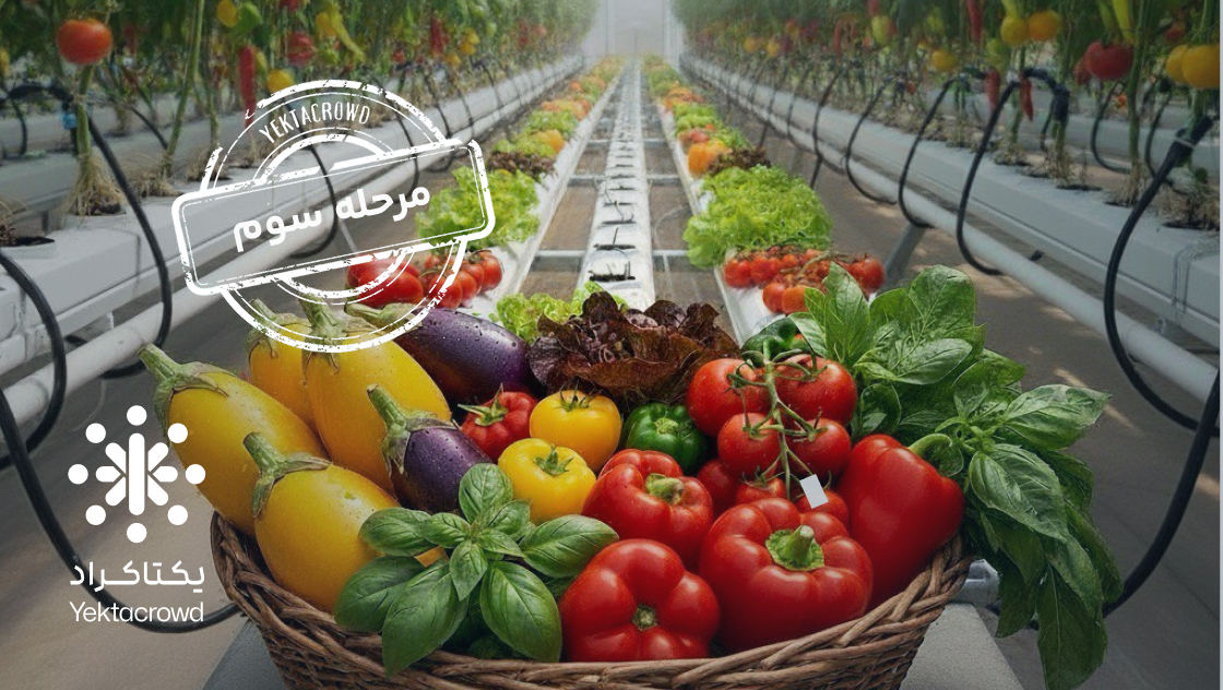 تأمین سرمایه در گردش عرضه صیفی‌جات گلخانه‌ای هیدروپونیک