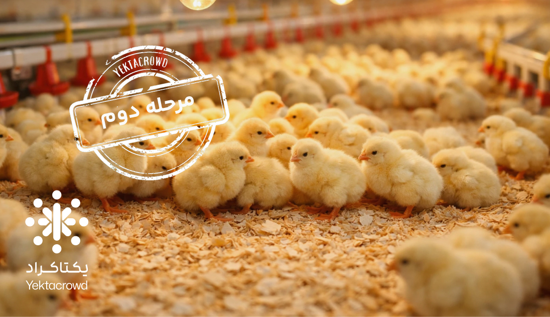 تأمین سرمایه در گردش جهت پرورش جوجه یک روزه سویه تجاری